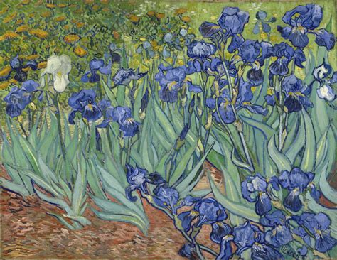 getty iris